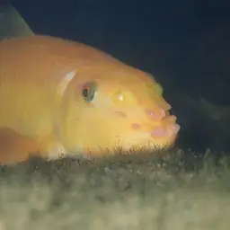 Chinese Algae Eater, photo 12