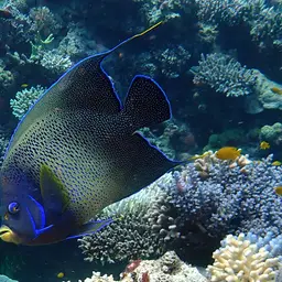 Koran Angelfish