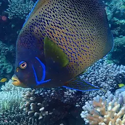Koran Angelfish, photo 2