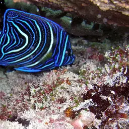 Koran Angelfish, photo 3