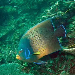 Koran Angelfish, photo 4