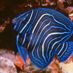Koran Angelfish, photo 5