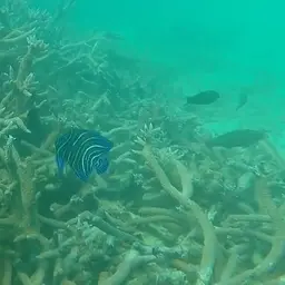 Koran Angelfish, photo 6