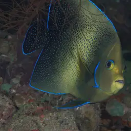 Koran Angelfish, photo 7