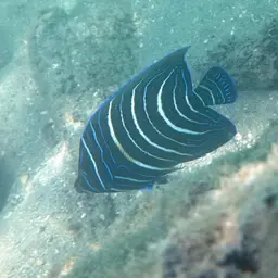 Koran Angelfish, photo 8