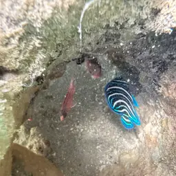 Koran Angelfish, photo 9