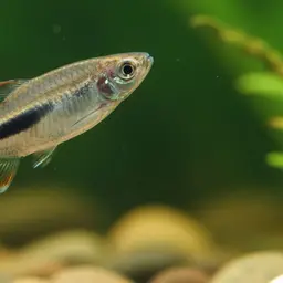 Half-striped Penguin Tetra, photo 5