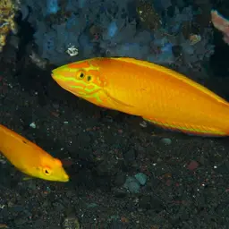 Yellow Coris Wrasse