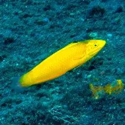 Yellow Coris Wrasse, photo 2