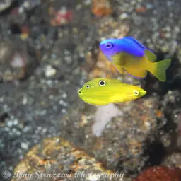 Yellow Coris Wrasse, photo 3