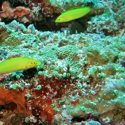 Yellow Coris Wrasse, photo 11