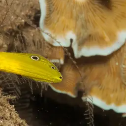 Yellow Coris Wrasse, photo 4