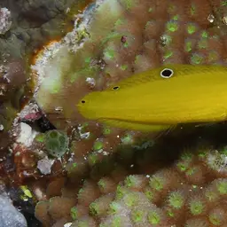 Yellow Coris Wrasse, photo 5