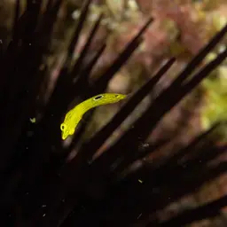Yellow Coris Wrasse, photo 6