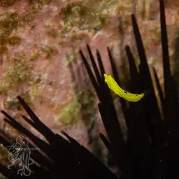 Yellow Coris Wrasse, photo 7