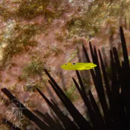 Yellow Coris Wrasse, photo 8