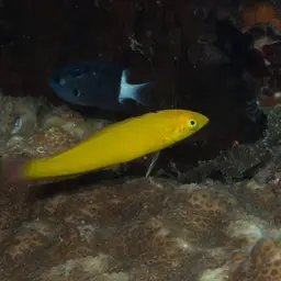 Yellow Coris Wrasse, photo 9