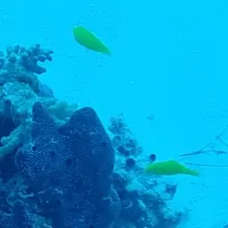 Yellow Coris Wrasse, photo 10