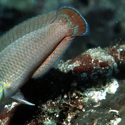 Ocellated Wrasse