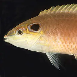 Ocellated Wrasse, photo 2