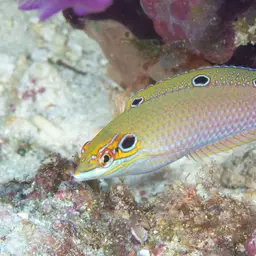 Ocellated Wrasse, photo 3