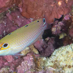 Ocellated Wrasse, photo 4