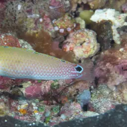 Ocellated Wrasse, photo 5