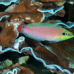 Ocellated Wrasse, photo 6