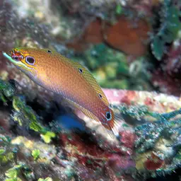 Ocellated Wrasse, photo 7