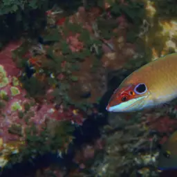 Ocellated Wrasse, photo 8