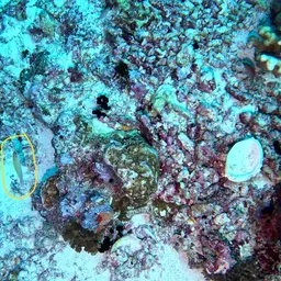 Ocellated Wrasse, photo 9