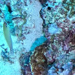 Ocellated Wrasse, photo 10