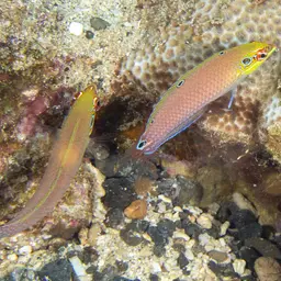 Ocellated Wrasse, photo 11