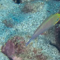 Ocellated Wrasse, photo 12