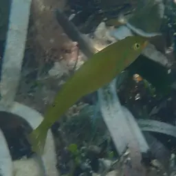 Blackear Wrasse