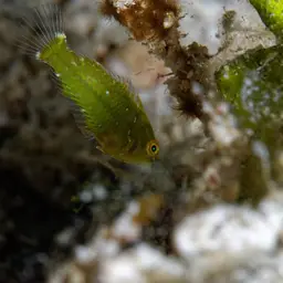Blackear Wrasse, photo 2
