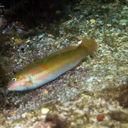 Blackear Wrasse, photo 4