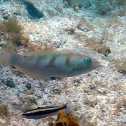 Blackear Wrasse, photo 5