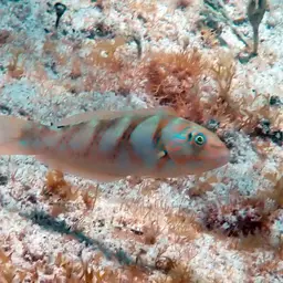 Blackear Wrasse, photo 6