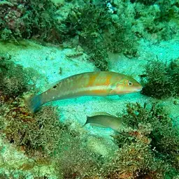Blackear Wrasse, photo 7