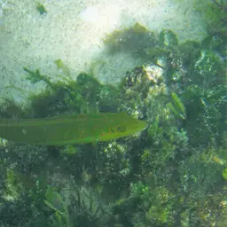 Blackear Wrasse, photo 8
