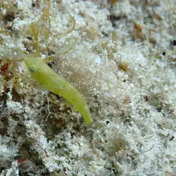 Blackear Wrasse, photo 9