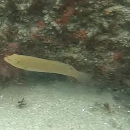 Blackear Wrasse, photo 10