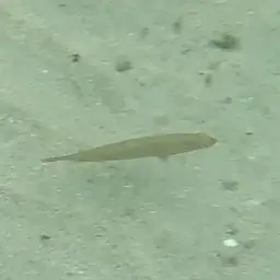 Blackear Wrasse, photo 11