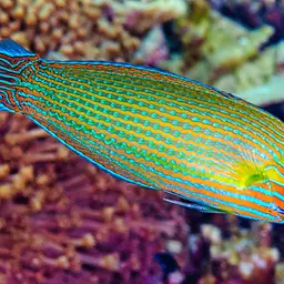 Chain-lined Wrasse