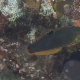 Chain-lined Wrasse, photo 2