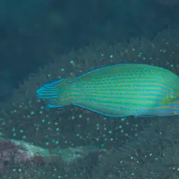 Chain-lined Wrasse, photo 3
