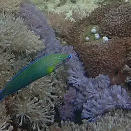 Chain-lined Wrasse, photo 4