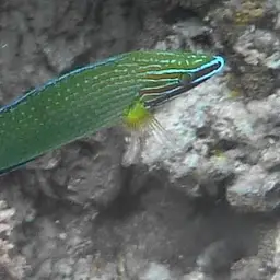 Chain-lined Wrasse, photo 5