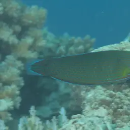 Chain-lined Wrasse, photo 6